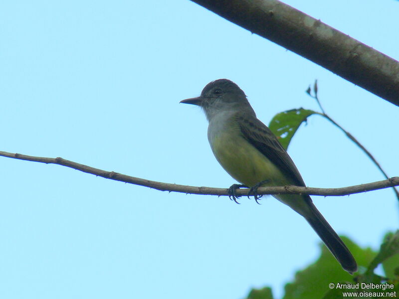 Short-crested Flycatcher