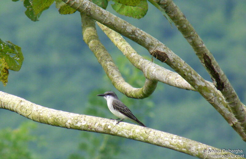 Grey Kingbird