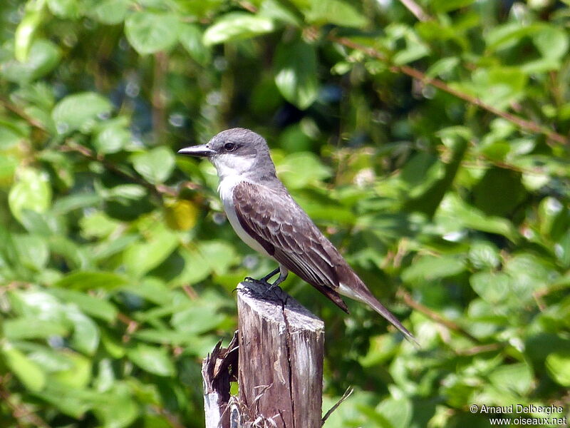 Grey Kingbird