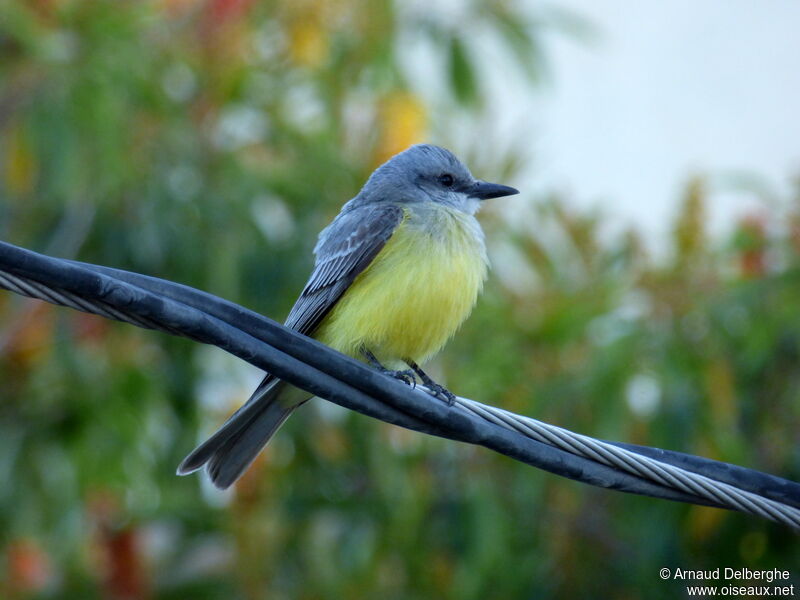 Tropical Kingbird