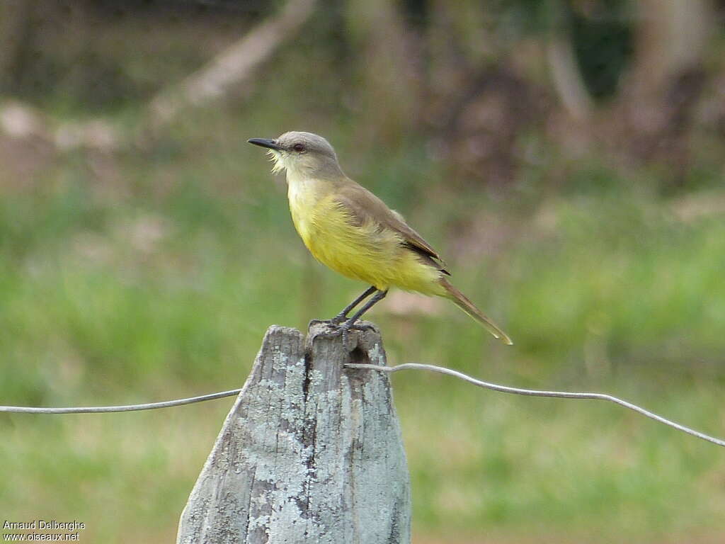 Tyran querelleur