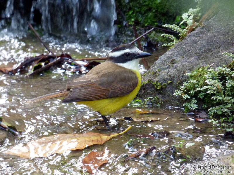 Great Kiskadee