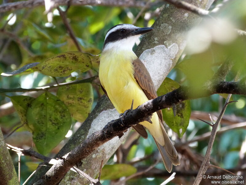 Great Kiskadee