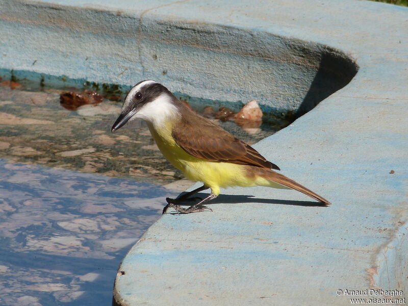 Great Kiskadee