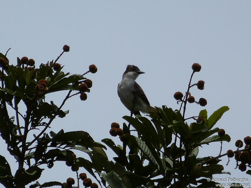 Loggerhead Kingbird