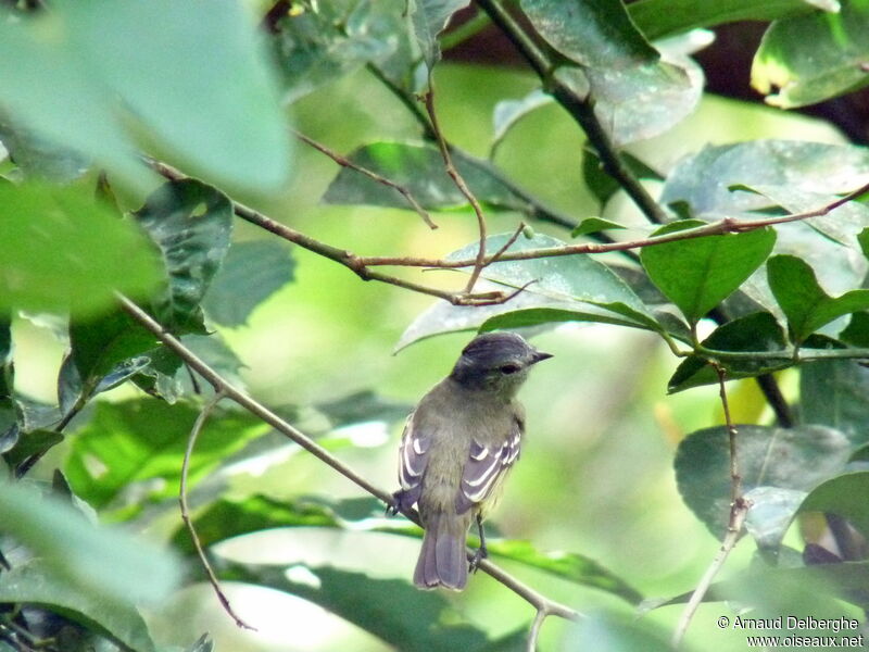 Yellow-crowned Tyrannulet