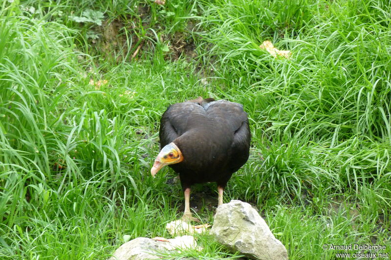 Lesser Yellow-headed Vulture