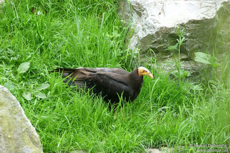 Lesser Yellow-headed Vulture