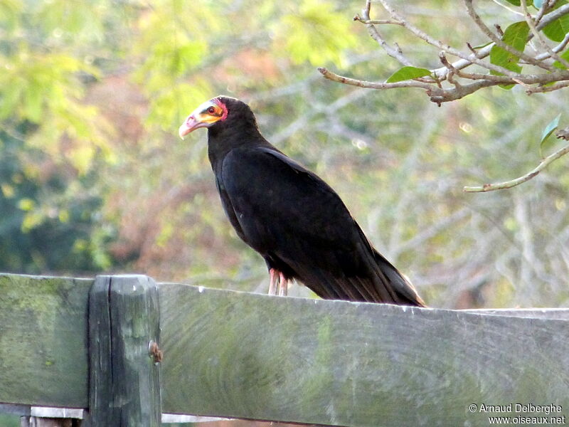 Lesser Yellow-headed Vulture