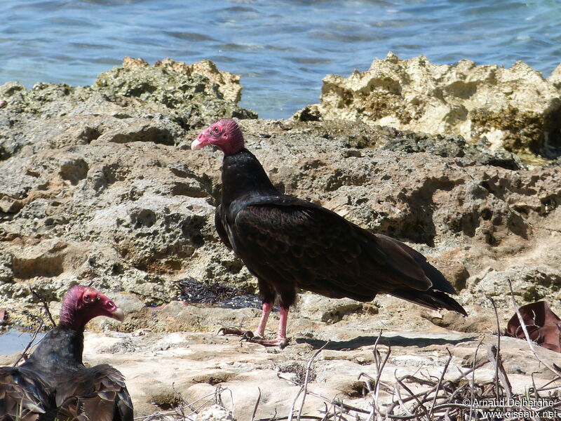 Turkey Vulture