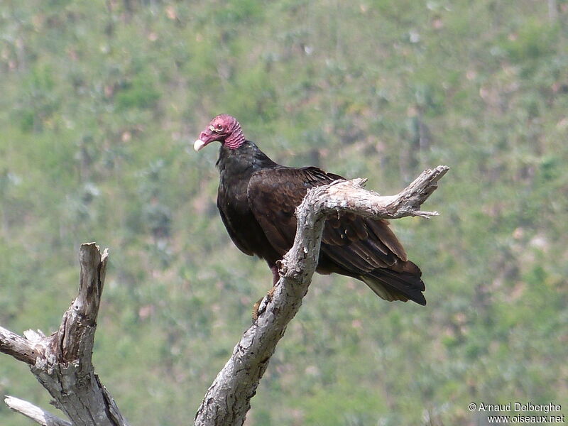 Urubu à tête rouge