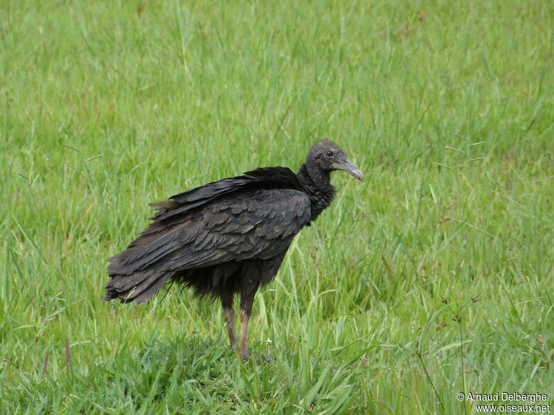 Black Vulture