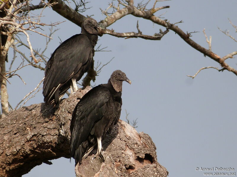 Black Vulture