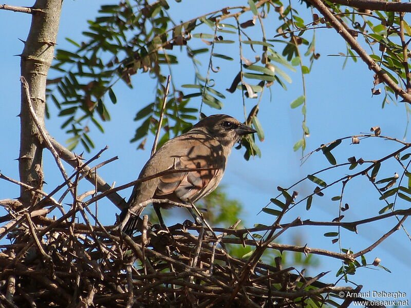 Greyish Baywing