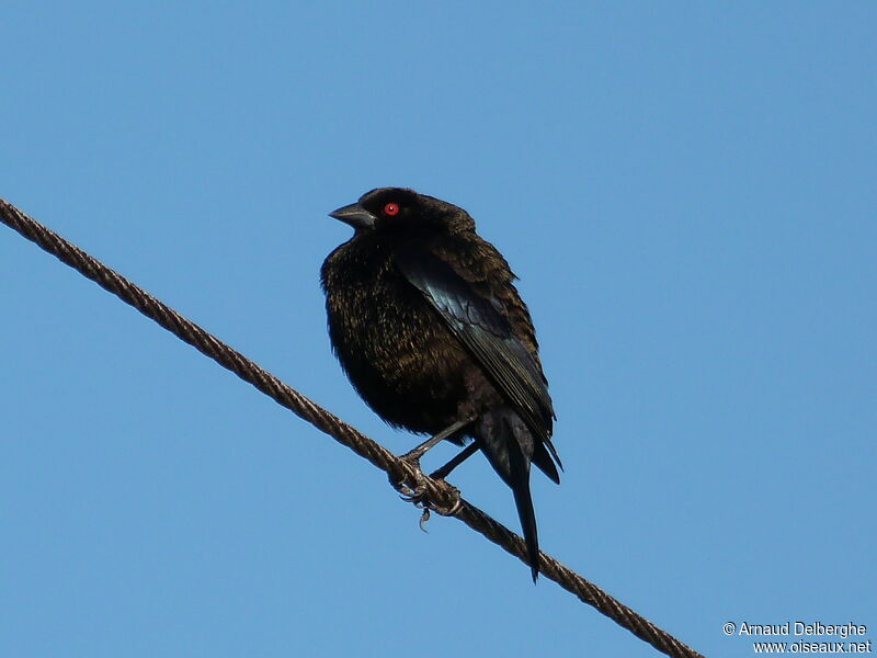 Bronzed Cowbird