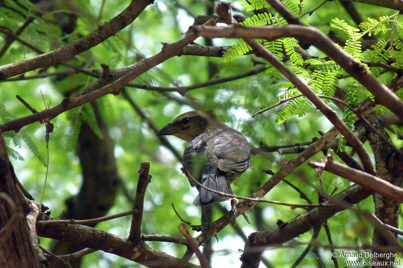 Shiny Cowbird female