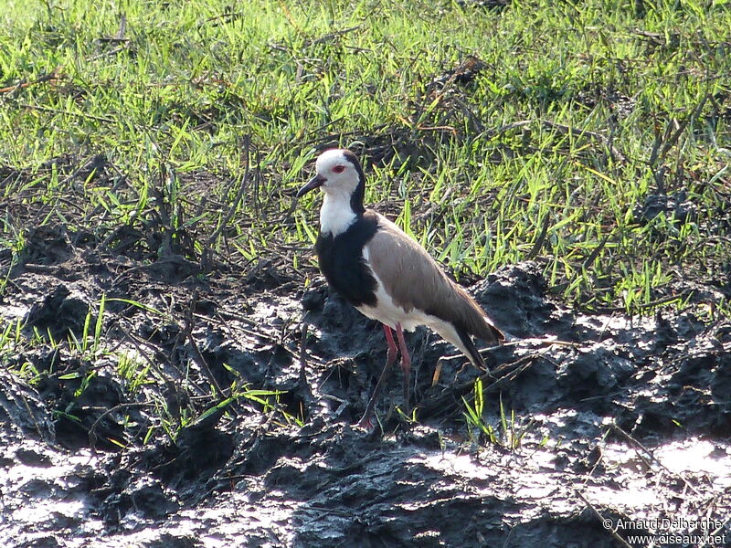 Vanneau à ailes blanches