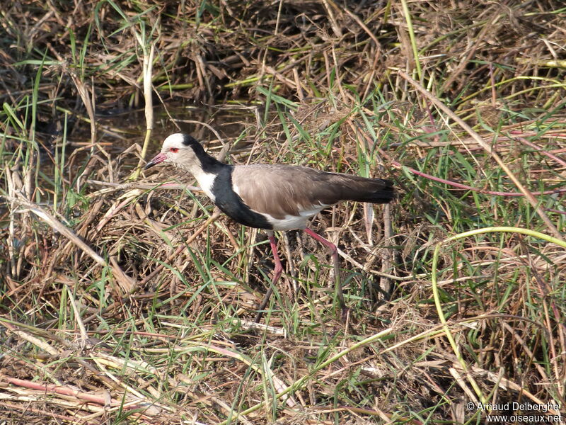 Vanneau à ailes blanches