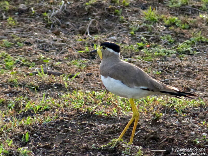 Yellow-wattled Lapwing