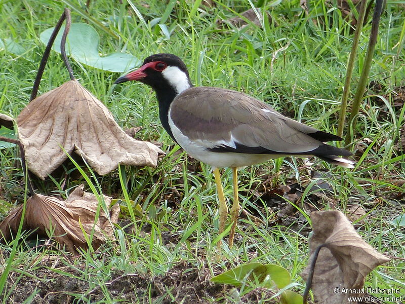 Red-wattled Lapwing