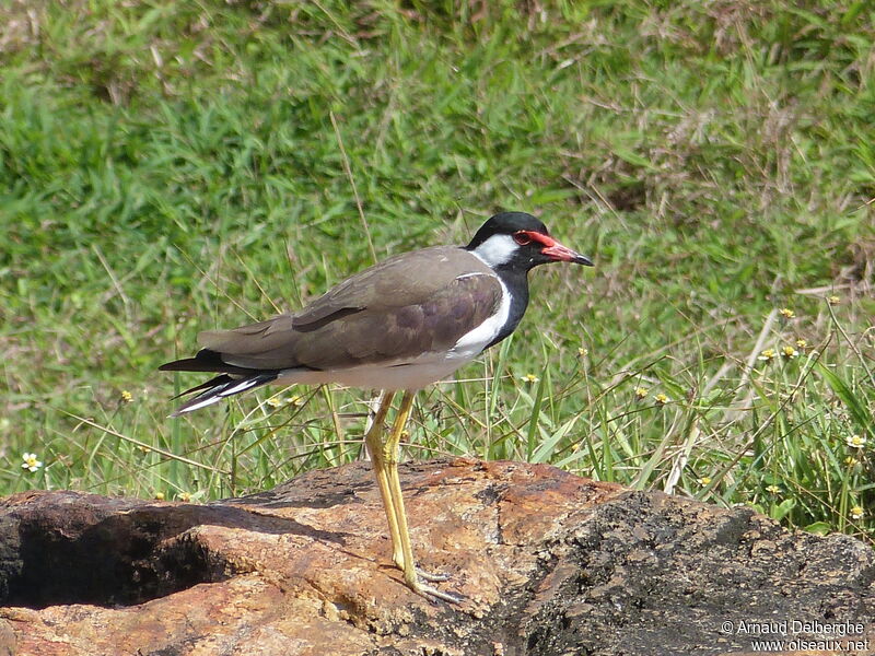 Red-wattled Lapwing