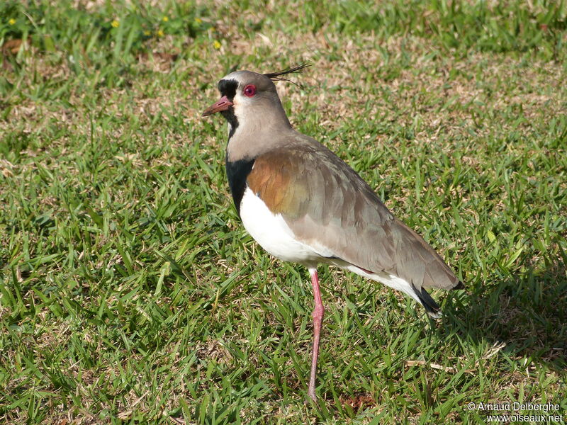 Southern Lapwing