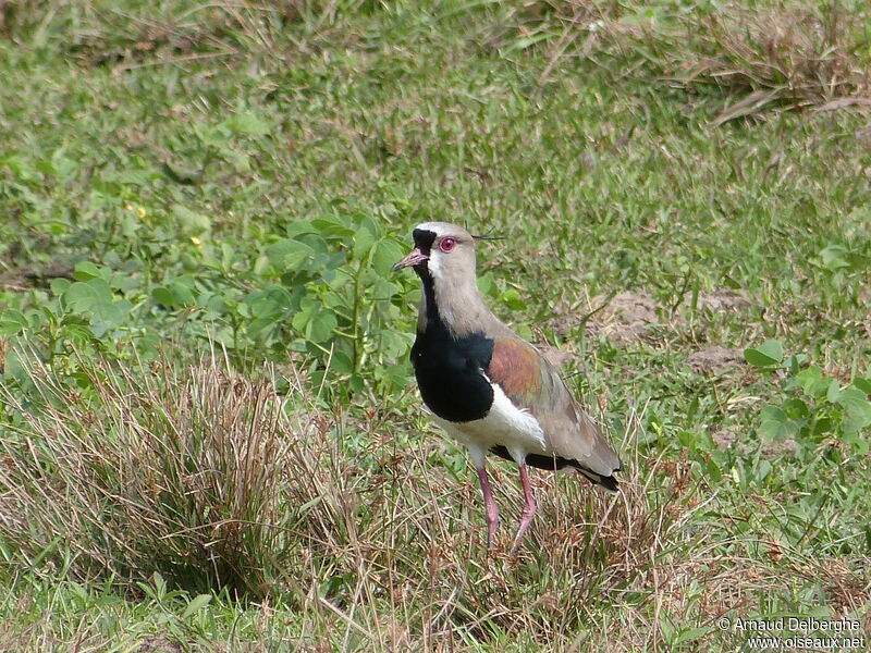 Southern Lapwing