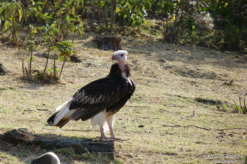 White-headed Vulture