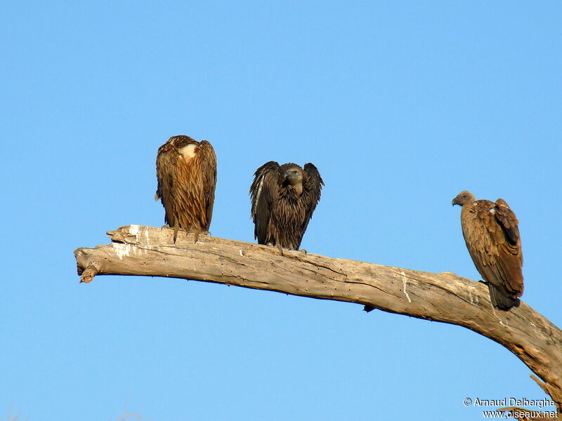 White-backed Vulture