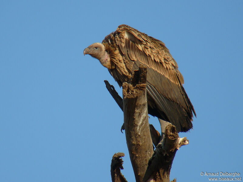 White-backed Vulture