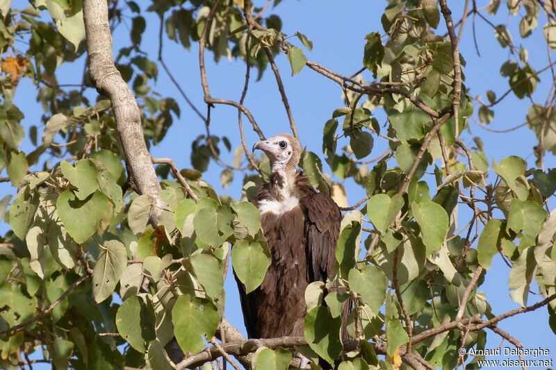 Vautour charognard