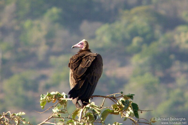 Hooded Vulture