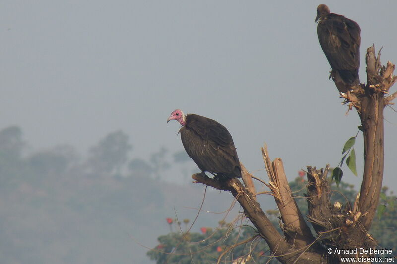 Hooded Vulture