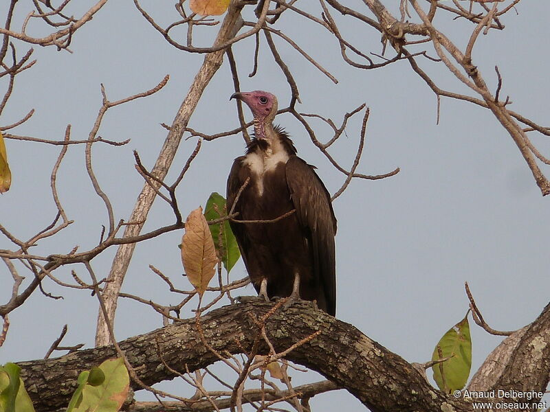 Vautour charognard