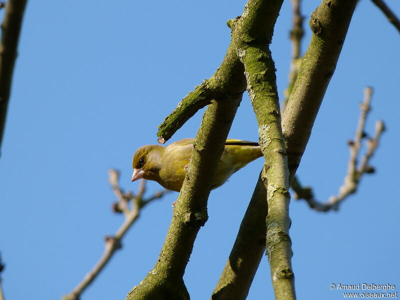 European Greenfinch