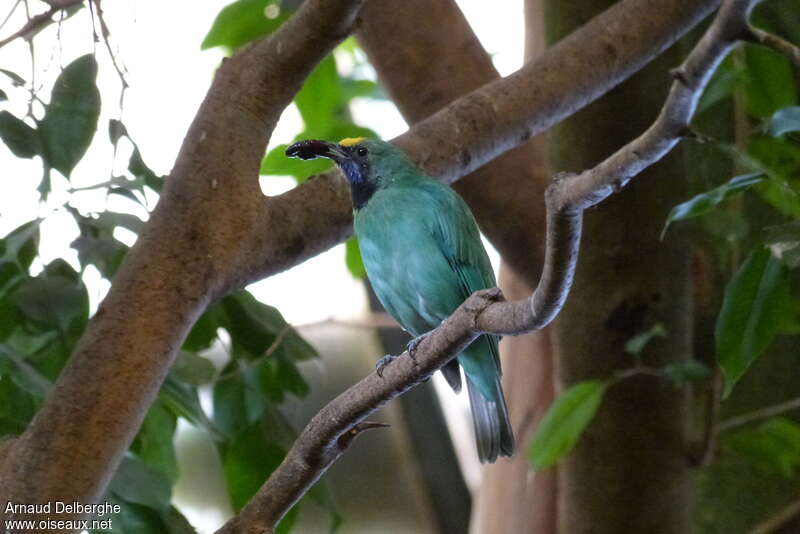 Golden-fronted Leafbirdadult, feeding habits