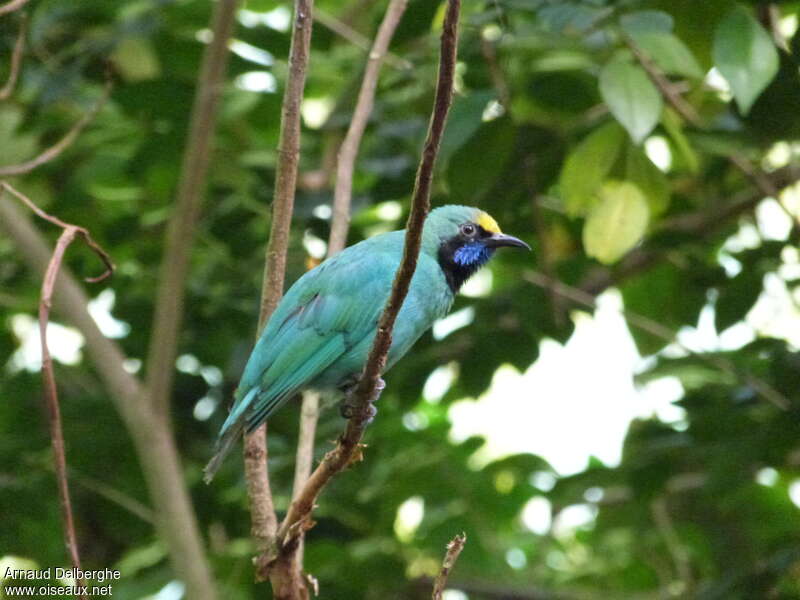 Golden-fronted Leafbirdadult, identification