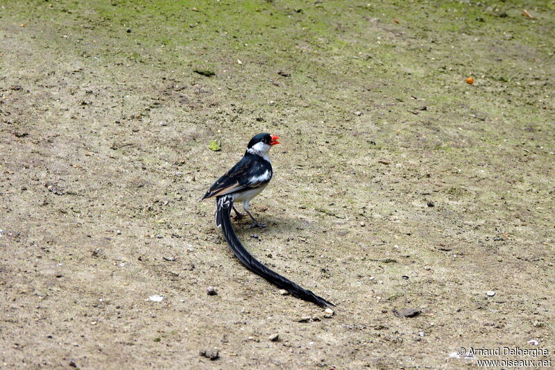 Pin-tailed Whydah