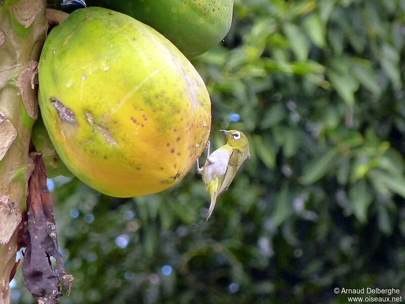 Silvereye