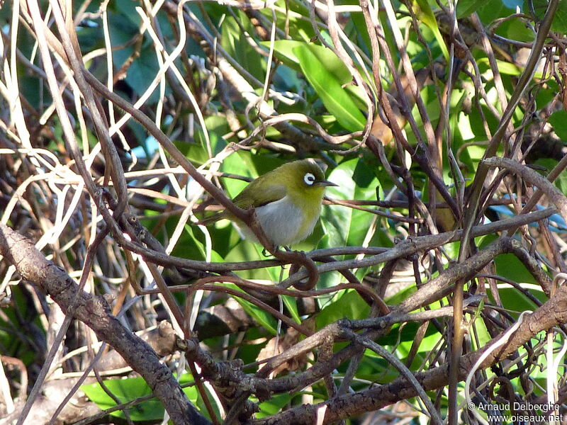 Green-backed White-eye