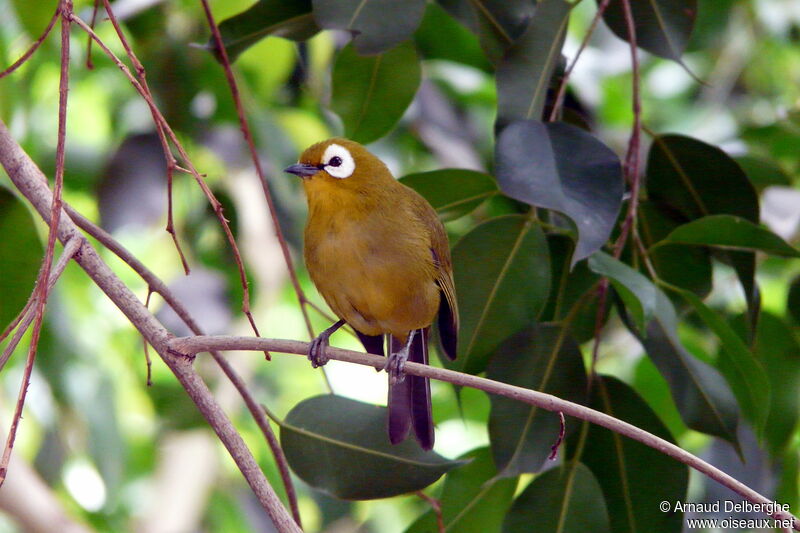 Zostérops du Kikuyu