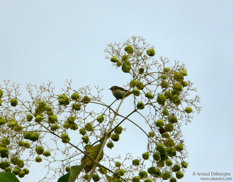 Zostérops malgache