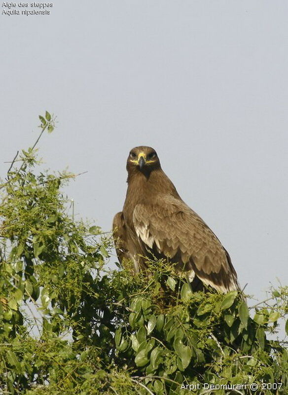 Aigle des steppes