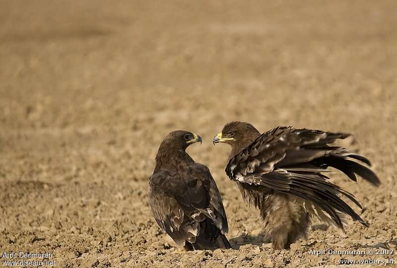 Aigle des steppesimmature, Comportement