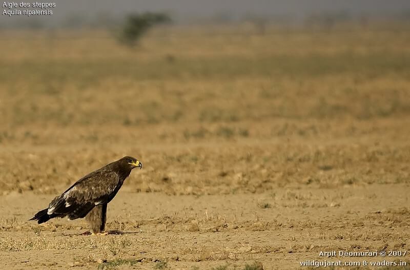 Steppe EagleFirst year, identification