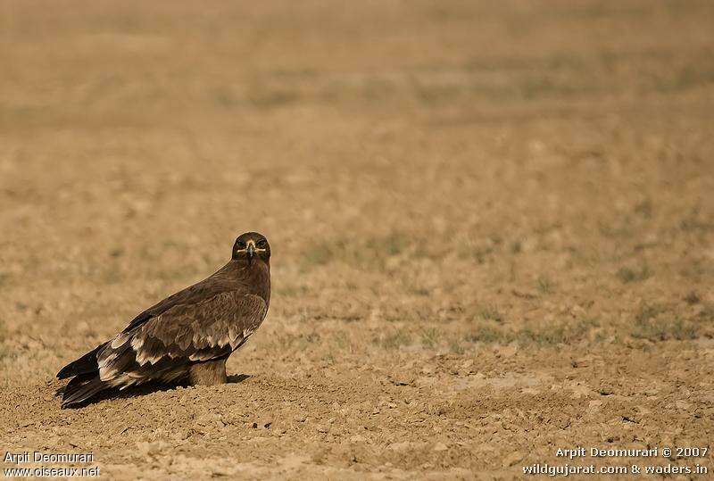 Steppe EagleFirst year, identification