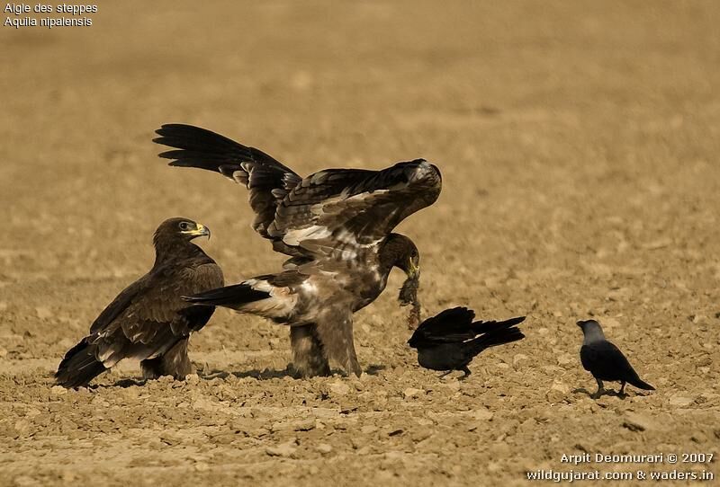 Steppe Eagle