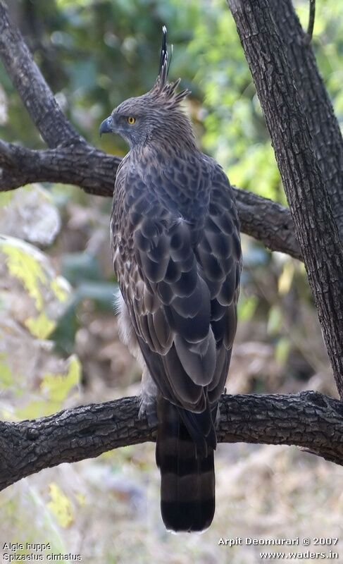 Changeable Hawk-Eagle