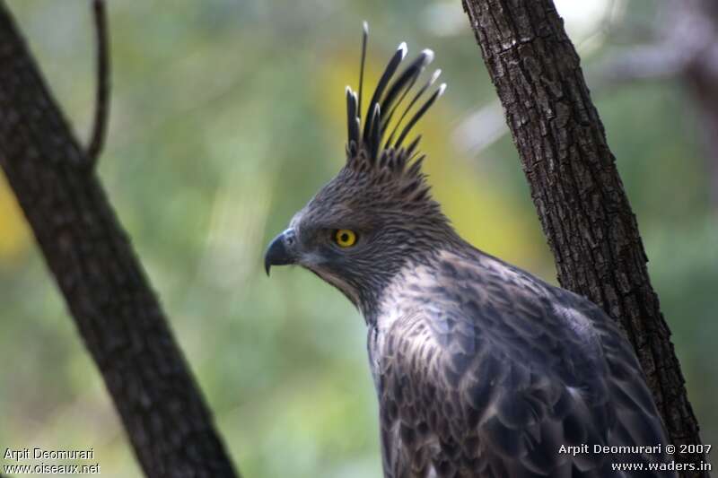 Aigle huppé, portrait