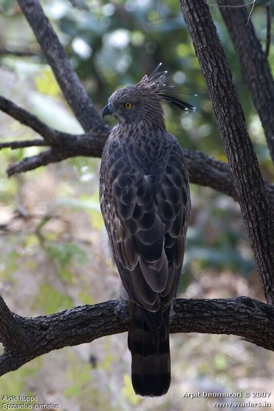 Aigle huppé